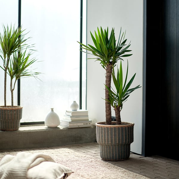 YUCCA ELEPHANTIPES Potted plant, Spineless yucca/2-stem, 24 cm