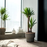 YUCCA ELEPHANTIPES Potted plant, Spineless yucca/2-stem, 24 cm