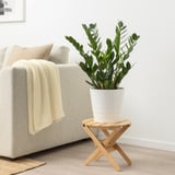 ZAMIOCULCAS Potted plant, Aroid palm, 17 cm