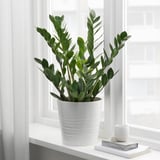 ZAMIOCULCAS Potted plant, Aroid palm, 17 cm