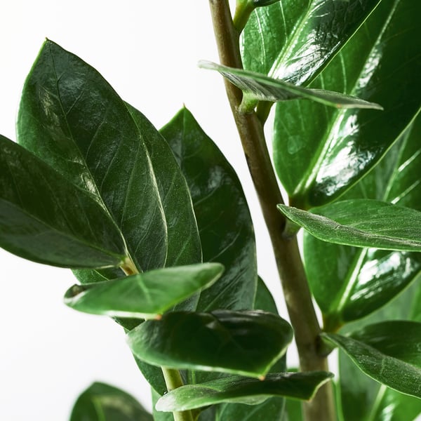 ZAMIOCULCAS Potted plant, Aroid palm, 17 cm