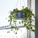 Hängendes blaues ÅKERBÄR-Pflanzgefäß mit hängenden grünen Pflanzen, das in der Nähe eines Fensters an einer weißen Wand positioniert ist. Kompakt und dennoch lebendig, sorgt für Grün im Innenbereich.