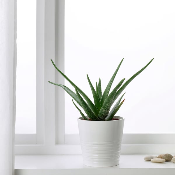 ALOE VERA Pflanze - Aloe Vera - IKEA Österreich