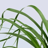 Leuchtend grüne, üppige Blätter einer gepflegten Topfpflanze, die sich nach oben wölben, lebendig und gesund sind.
