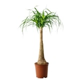 BEAUCARNEA RECURVATA Topfpflanze