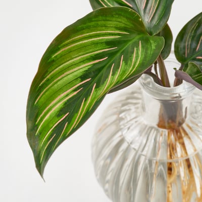 BLADVERK Pflanze in Vase, Hydrokultur, 10 cm