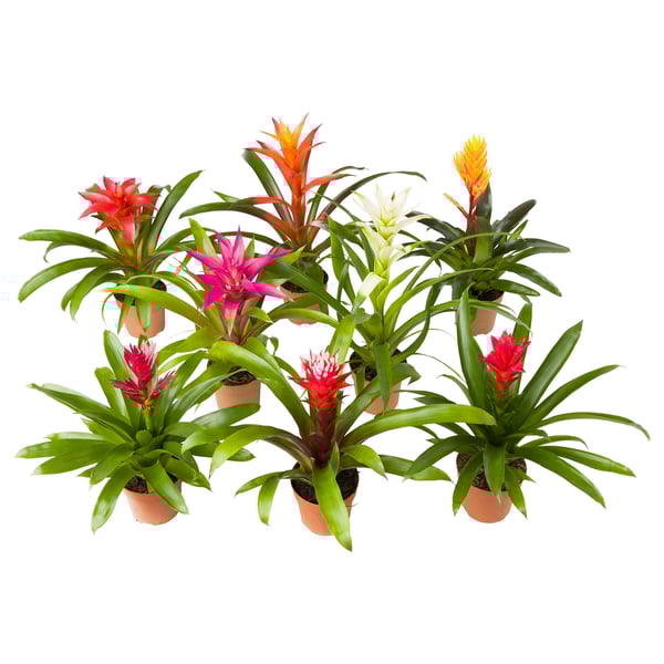 BROMELIACEAE Pflanze, Bromelie/versch. Arten, 12 cm - IKEA Österreich