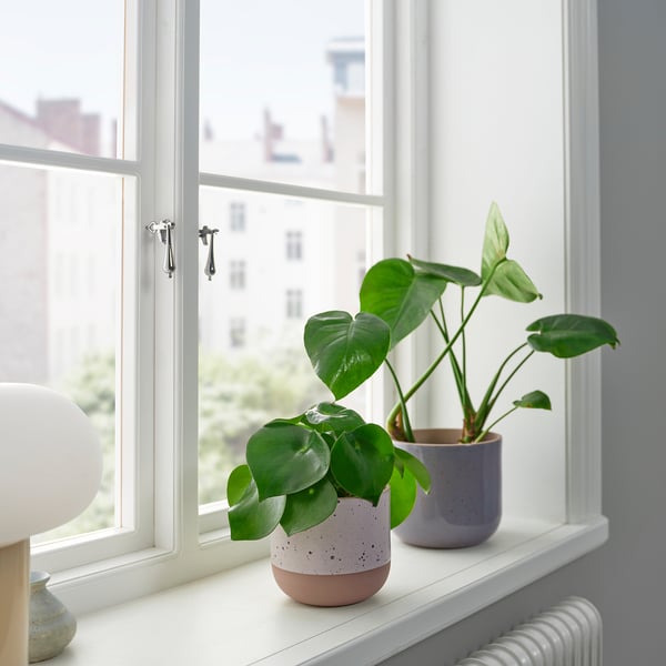 Zwei Herzblatt-Philodendren in pastellfarbenen Töpfen am Fenster.