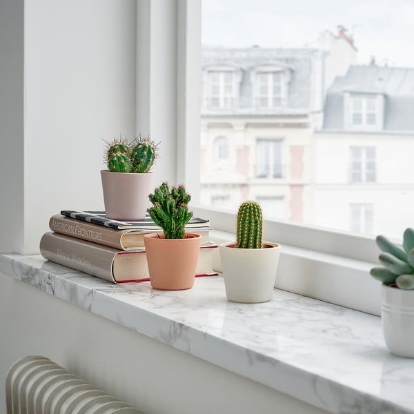 Fensterbank mit kleinen Kakteen in bunten Töpfen auf Büchern; Urbaner Blick nach draußen.