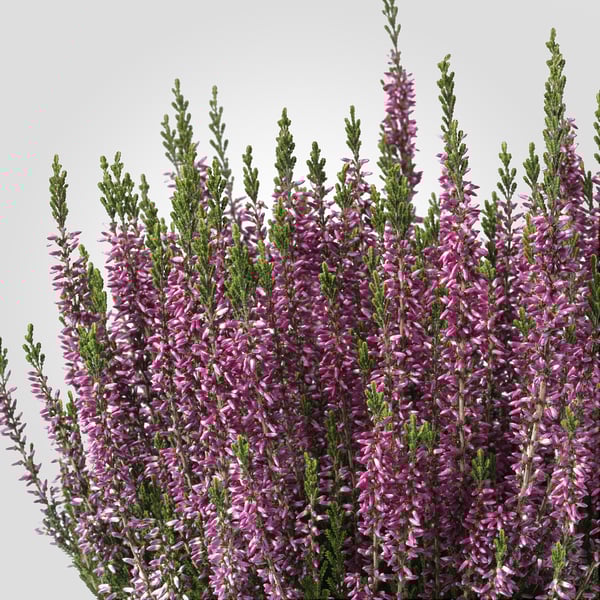 Traube von leuchtend violetten Heidekrautpflanzen mit grünen Blättern, gut kultiviert in einer gesunden, dichten Anordnung.