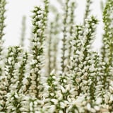 Nahaufnahme von leuchtend weißen Heideblüten, detailliert und scharf.