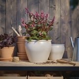 CELOSIA im Topf mit lila Blüten auf einem Holzregal.