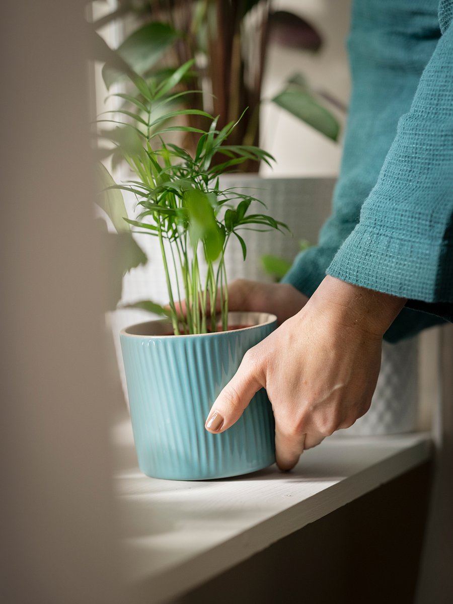 CHAMAEDOREA ELEGANS Pflanze, Bergpalme, 9 cm - IKEA Österreich