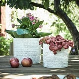 Zwei weiße, strukturierte Töpfe mit rosa und roten Pflanzen stehen auf einem Holztisch, begleitet von roten Äpfeln.