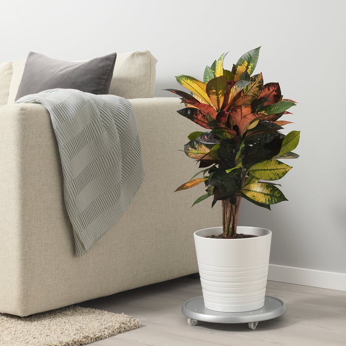 Zimmerpflanzen & Gartenpflanzen kaufen IKEA Österreich