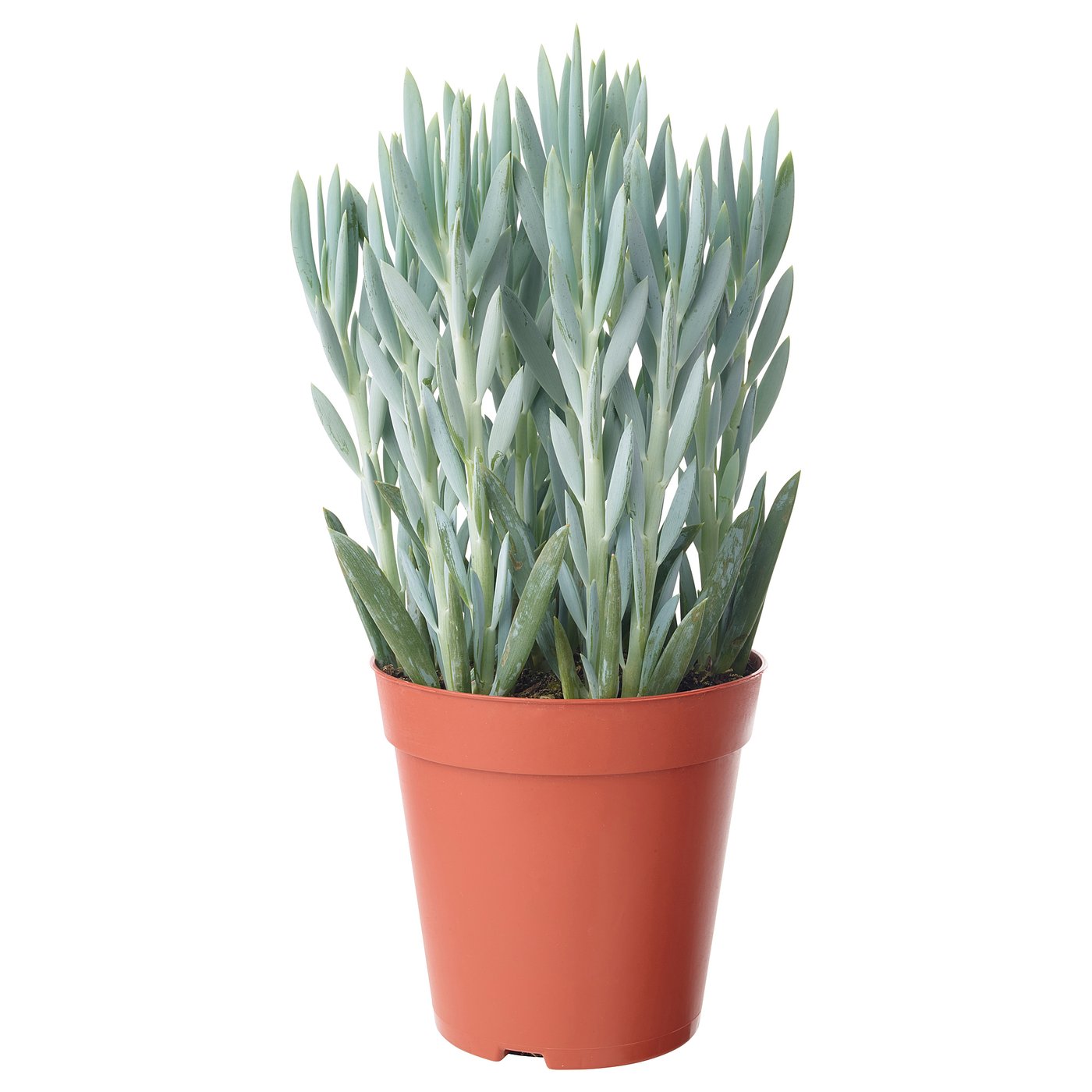 CURIO FICOIDES 'MOUNT EVEREST' Pflanze, Greiskraut, blau, 15 cm IKEA
