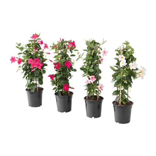 dipladenia pflanze__0385305_PE557764_S4