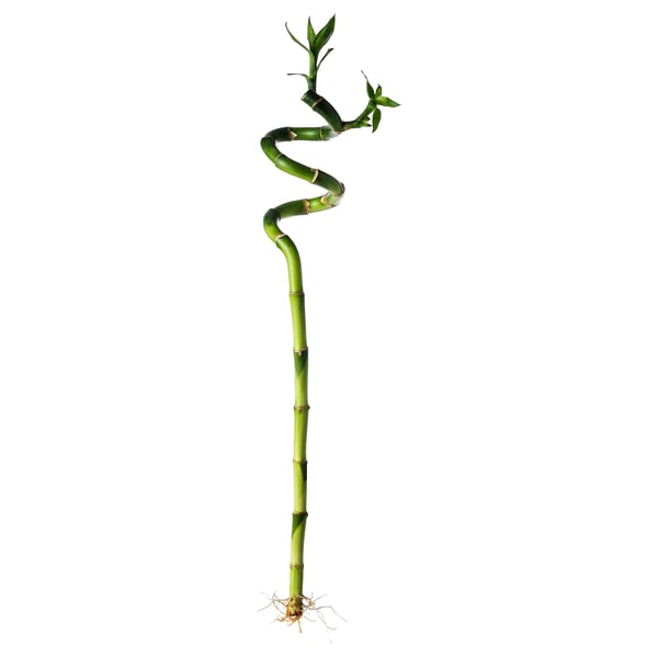 DRACAENA-Pflanze: grüne, gedrehte, blättrige, hydroponische, pflegeleichte Zimmerpflanze.