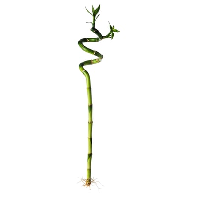 DRACAENA-Pflanze: grüne, gedrehte, blättrige, hydroponische, pflegeleichte Zimmerpflanze.