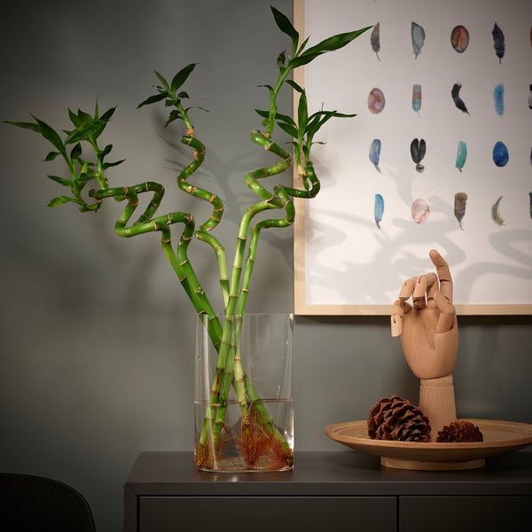 Lebendige DRACAENA-Pflanze in Glasvase auf dunklem Schrank, neben hölzerner Handskulptur. Weiße Wand mit bunter Federkunst dahinter.
