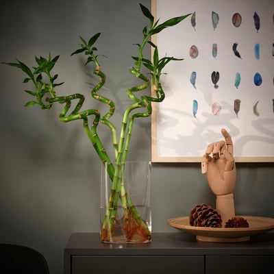 Lebendige DRACAENA-Pflanze in Glasvase auf dunklem Schrank, neben hölzerner Handskulptur. Weiße Wand mit bunter Federkunst dahinter.