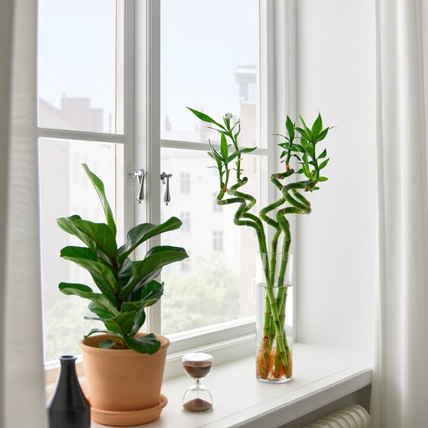 Fenster mit Pflanzen in Töpfen, Sanduhr und Flasche - friedliche Innenszene.