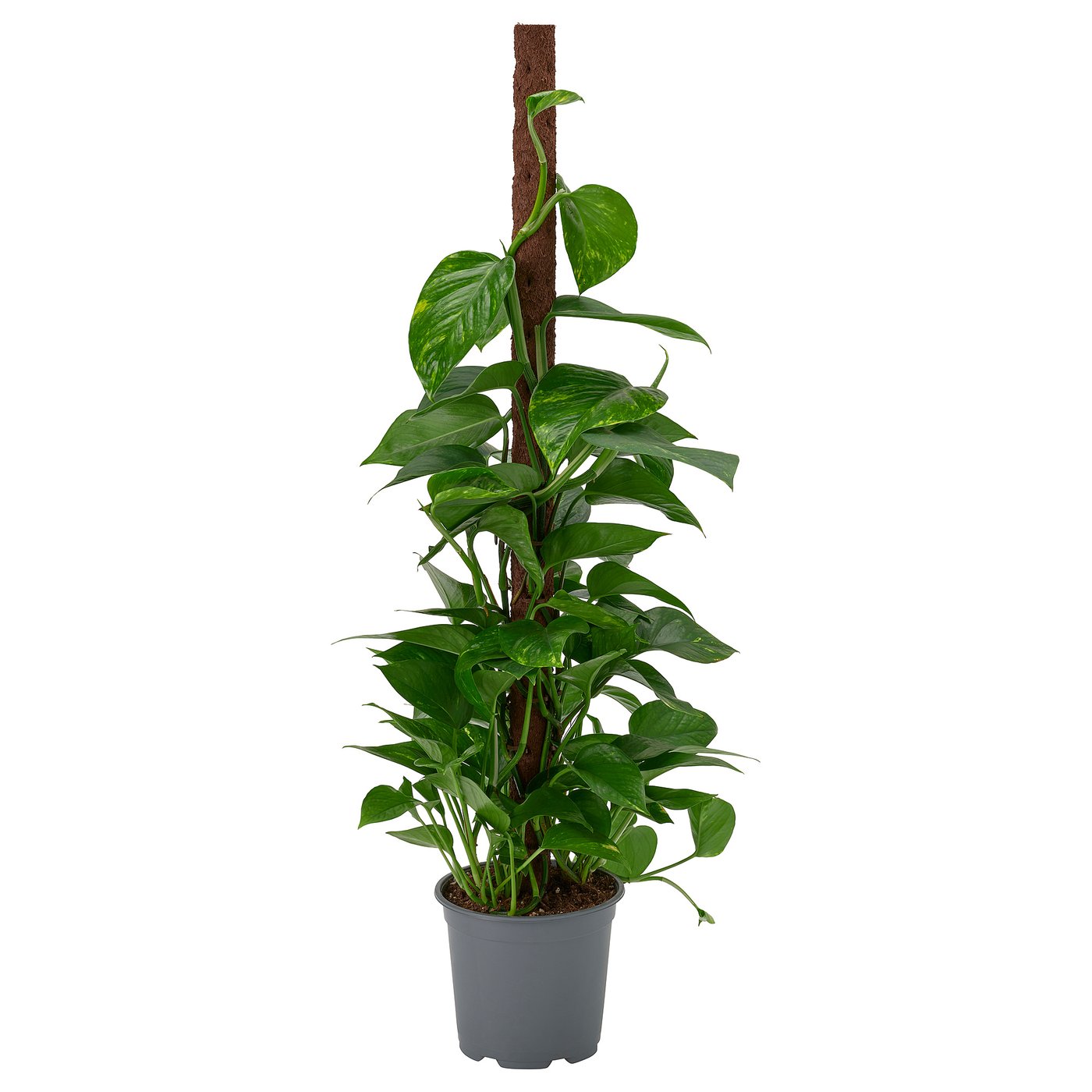 EPIPREMNUM aus grauem Topf mit Stangenstütze.