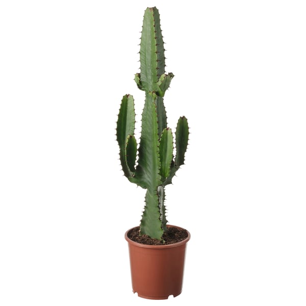 EUPHORBIA ACRURENSIS Kaktus mit stacheligen grünen Blättern.