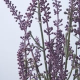 FEJKA Topfpflanze, künstlich, drinnen/draußen/Lavendel lila, 12 cm