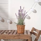 FEJKA Topfpflanze, künstlich, drinnen/draußen/Lavendel lila, 12 cm