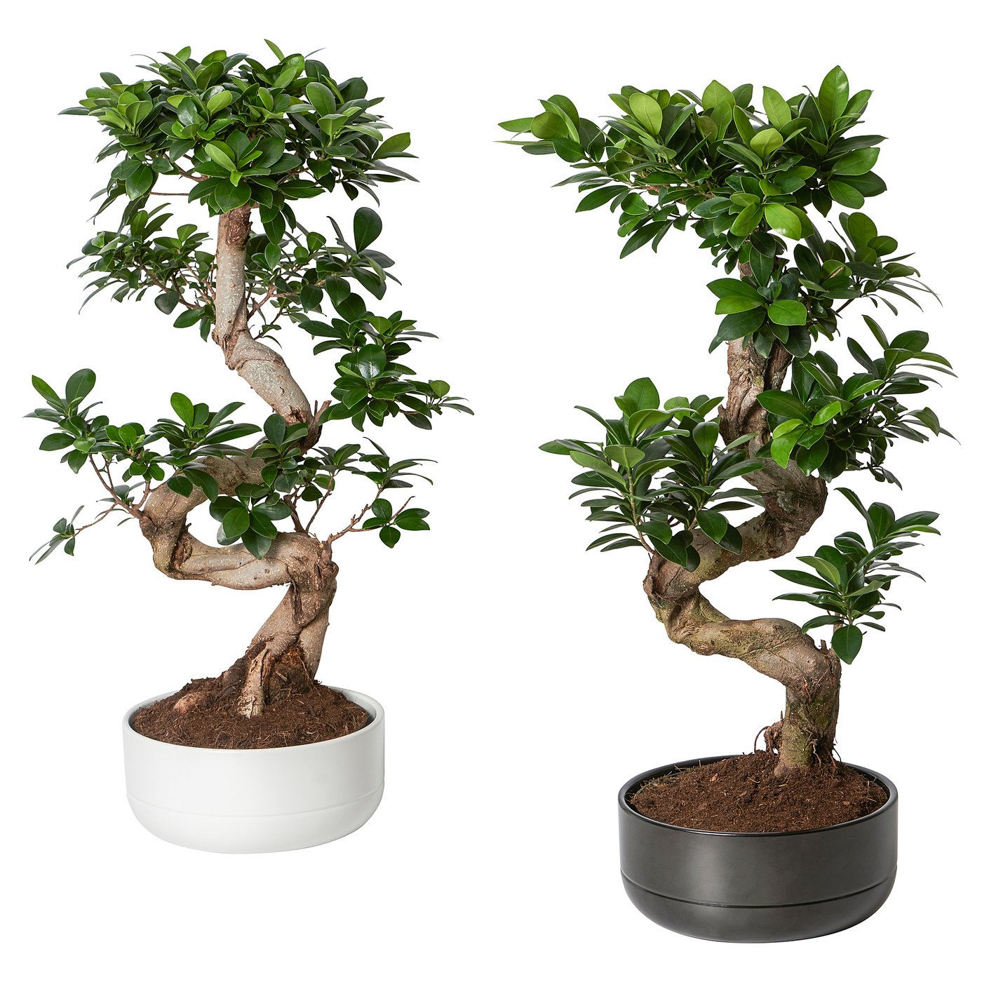 Ficus Microcarpa Ginseng Pflanze Mit Ubertopf Bonsai Gedreht Versch Farben Ikea Osterreich