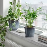 Topfpflanzen auf dem Fensterbrett, meerblaue Töpfe mit Grün, Buch, weißer Gegenstand.