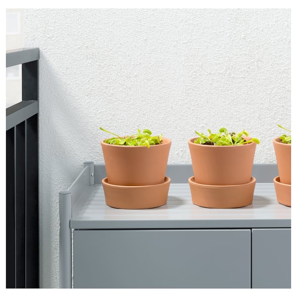 GRÖNSKAN Pflanze, fleischfressend/versch. Arten, 12 cm