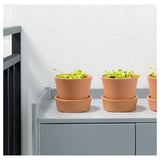 GRÖNSKAN Pflanze, fleischfressend/versch. Arten, 12 cm