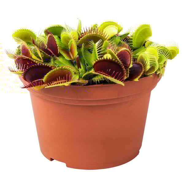 GRÖNSKAN Pflanze, fleischfressend/versch. Arten, 12 cm