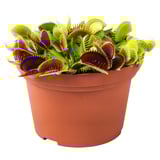GRÖNSKAN Pflanze, fleischfressend/versch. Arten, 12 cm