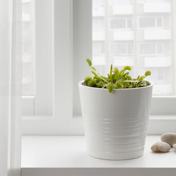 GRÖNSKAN Pflanze, fleischfressend/versch. Arten, 12 cm