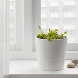 GRÖNSKAN Pflanze, fleischfressend/versch. Arten, 12 cm