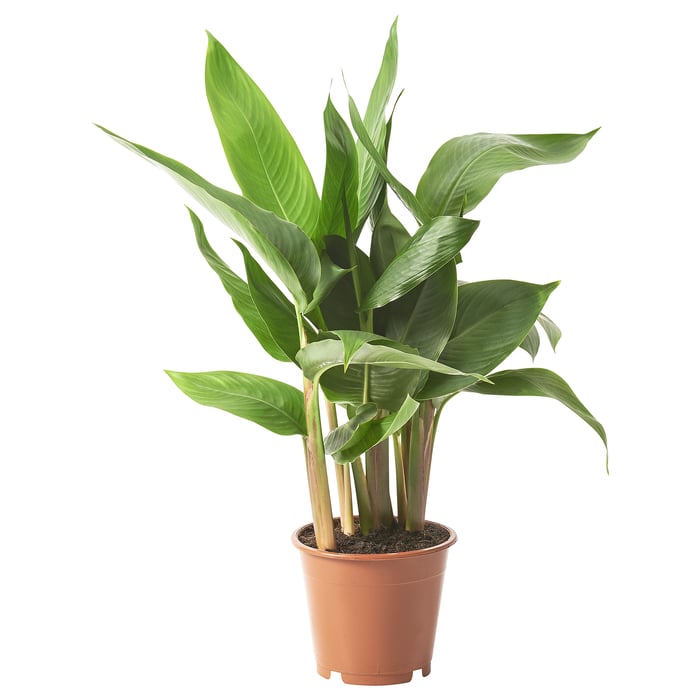 Zimmerpflanzen & Gartenpflanzen kaufen IKEA Österreich