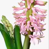 HYACINTHUS Pflanze, versch. Farben, 12 cm