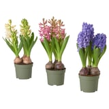 HYACINTHUS Pflanze, versch. Farben, 12 cm