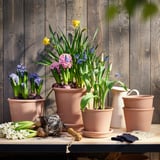 HYACINTHUS Pflanze, versch. Farben, 12 cm
