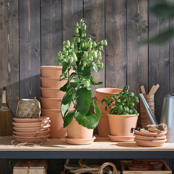 KALANCHOE in Terrakotta-Töpfen auf Holzregal.