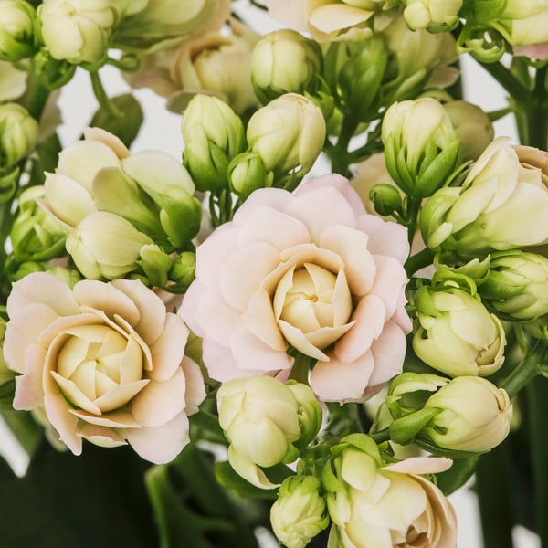 Wunderschön blühende KALANCHOE-Pflanze, hellrosa Blüten und dichte Knospen, saftig grüne Blätter.