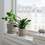Zwei Topfpflanzen auf dem Fensterbrett mit winziger Figur, Büchern und Schafen; europäische Gebäude draußen.