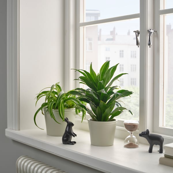 Fensterbank mit Pflanzen und Zeitschaltuhr.