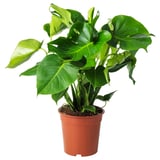 MONSTERA-Pflanze im Topf mit großen Blättern.