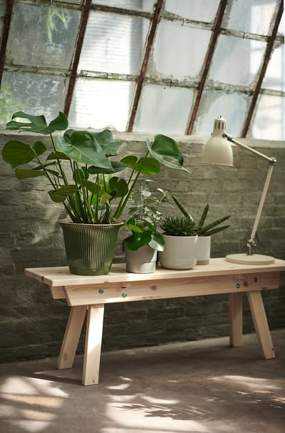MONSTERA-Pflanze im Topf mit großen Blättern.