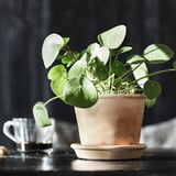 Pflanze neben der Kaffeetasse