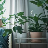 Einrichtung des Indoor-Gartens: Grünpflanzen in weißen und Terrakotta-Töpfen auf einem Metallständer in der Nähe eines Fensters mit weißen Vorhängen.